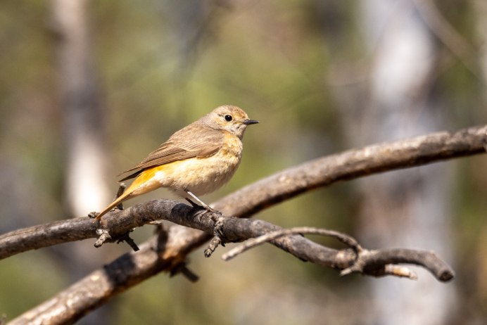 Горихвостка самка
