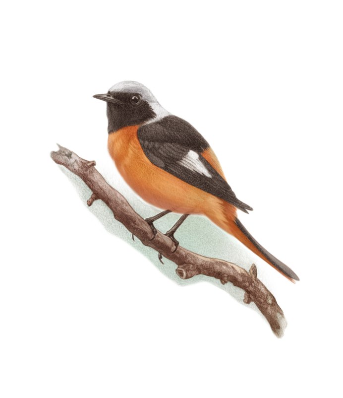 Горихвостка Чернушка самка