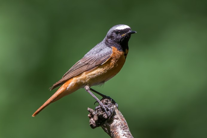 Обыкновенная горихвостка Садовая