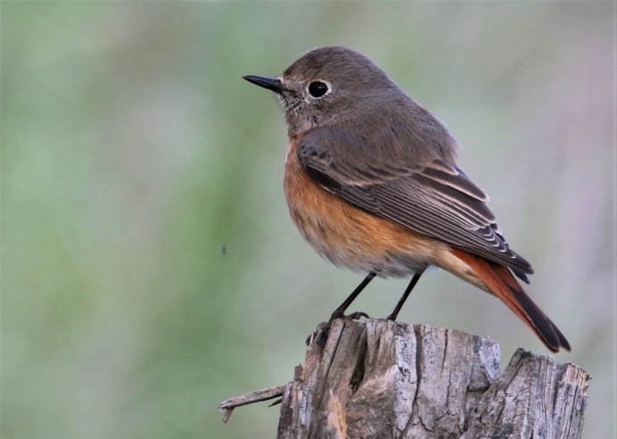 Горихвостка Сибирская пение