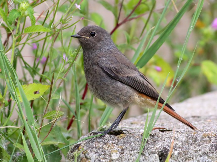 Седоголовая горихвостка