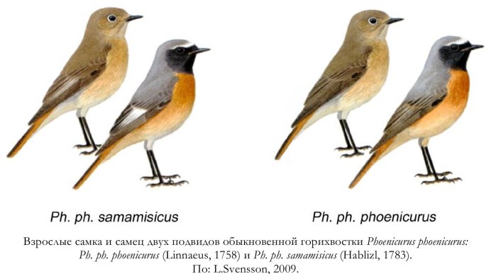 Самец и самка горихвостка отличия