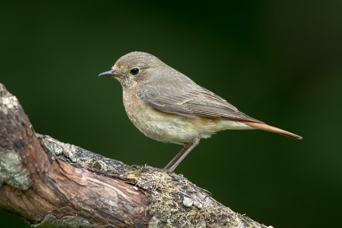 Горихвостка-Чернушка (Phoenicurus ochruros)