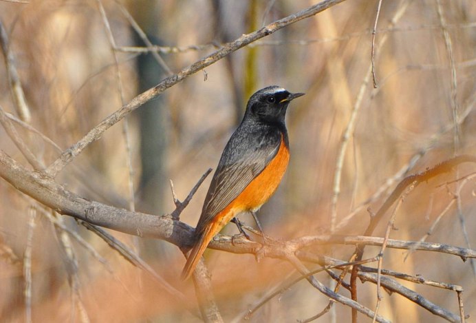 Зарянка горихвостка
