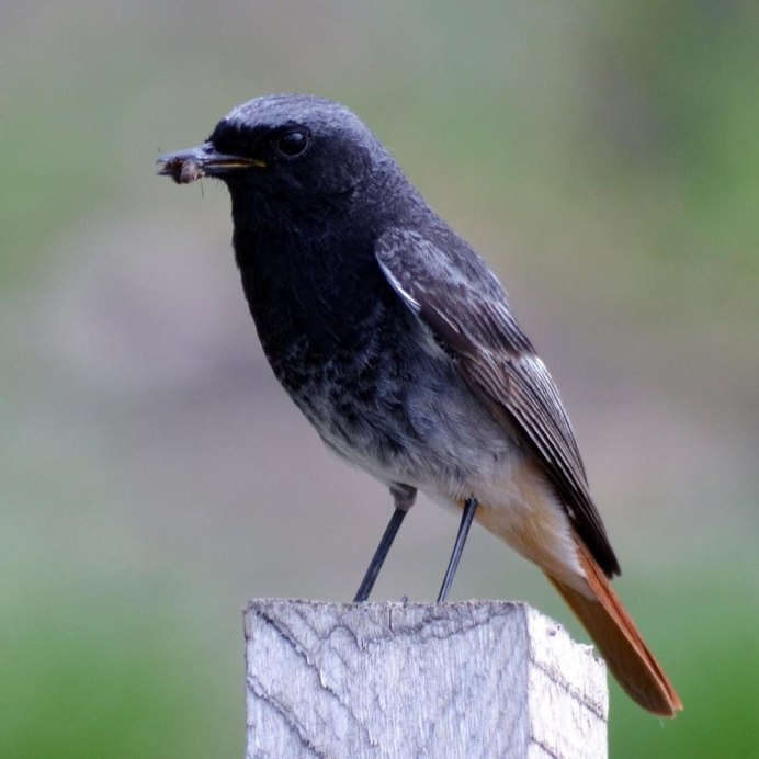 Обыкновенная горихвостка