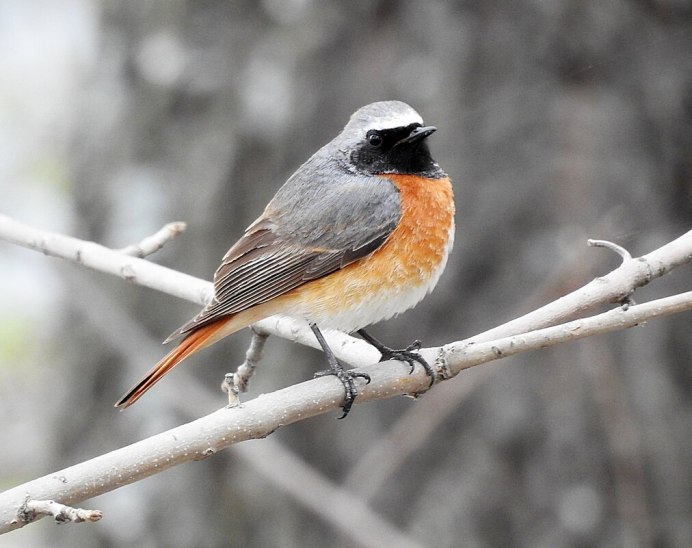 Обыкновенная горихвостка (Phoenicurus Phoenicurus)