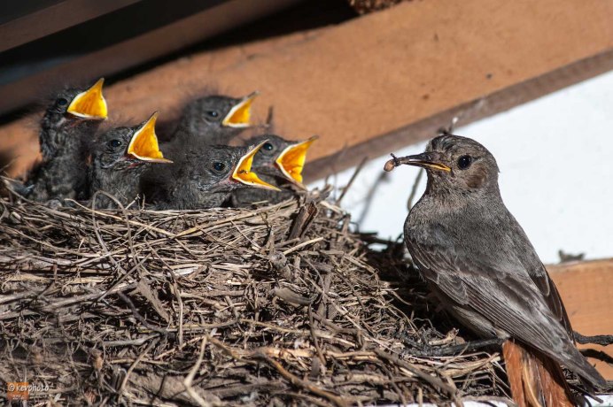 Обыкновенный горихвост