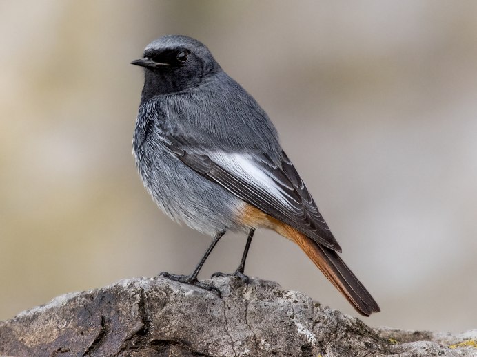 Горихвостка-Чернушка птица