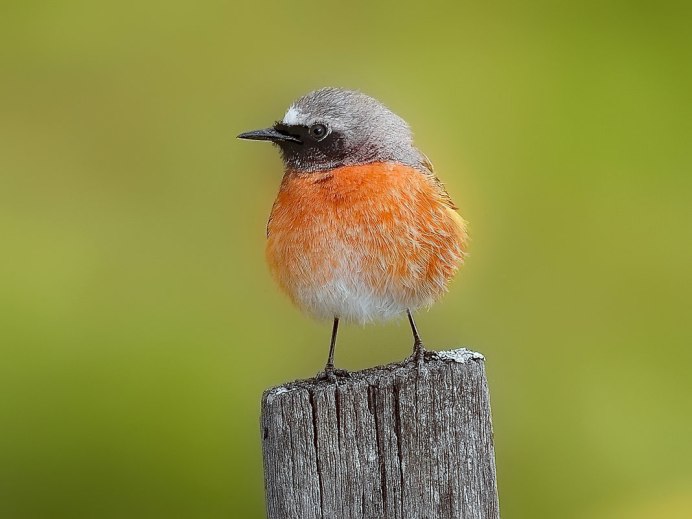 Горихвостка обыкновенная птица