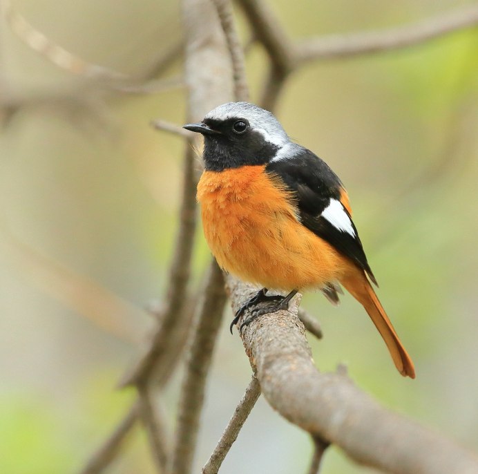 Оранжевая птица Томская область