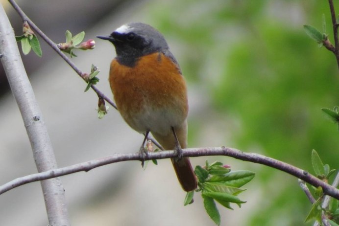 Обыкновенная горихвостка