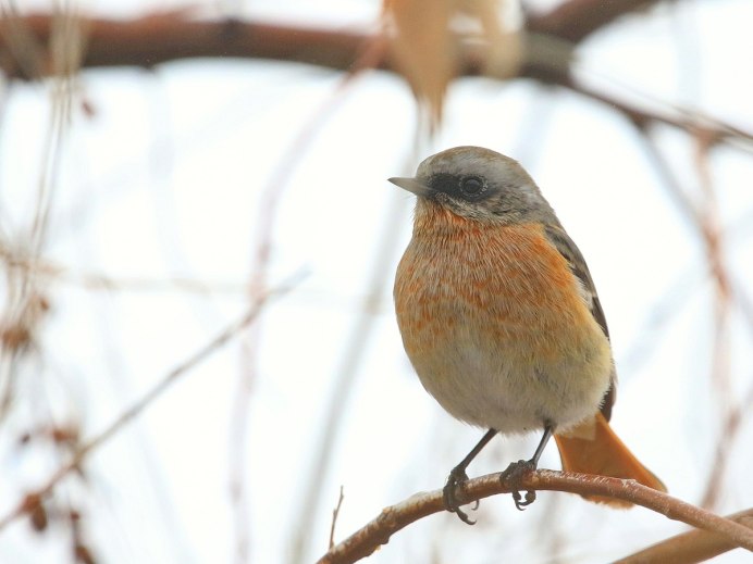 Садовая горихвостка птицы