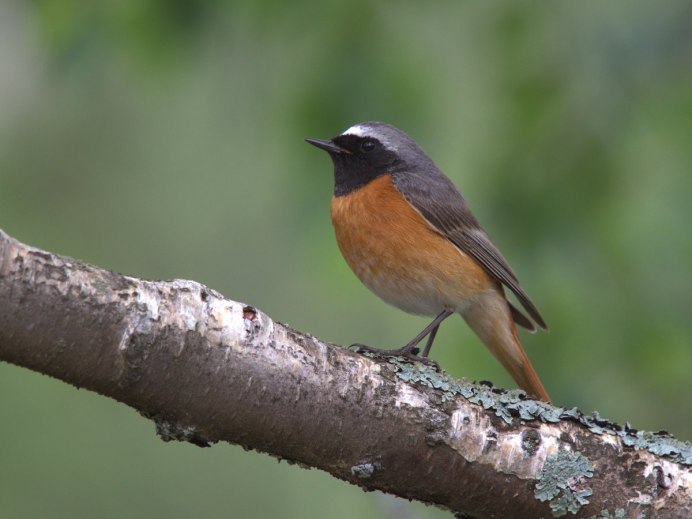 Мухоловка Коноплянка горихвостка