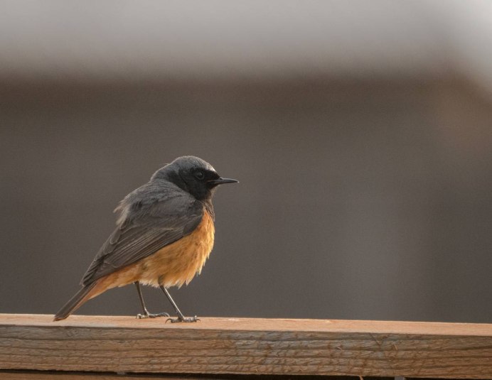 Обыкновенная горихвостка