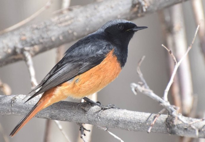 Горихвостка Сибирская пение