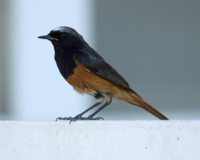 Горихвостка в осеннем наряде самка