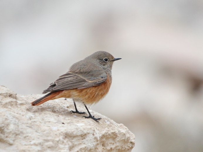 Зарянка горихвостка