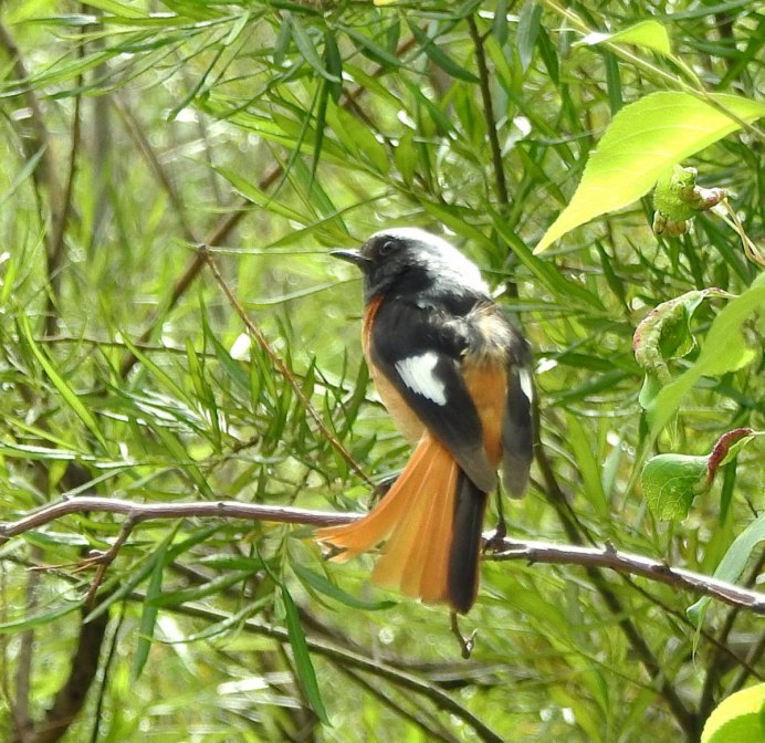 Горихвостка в полете