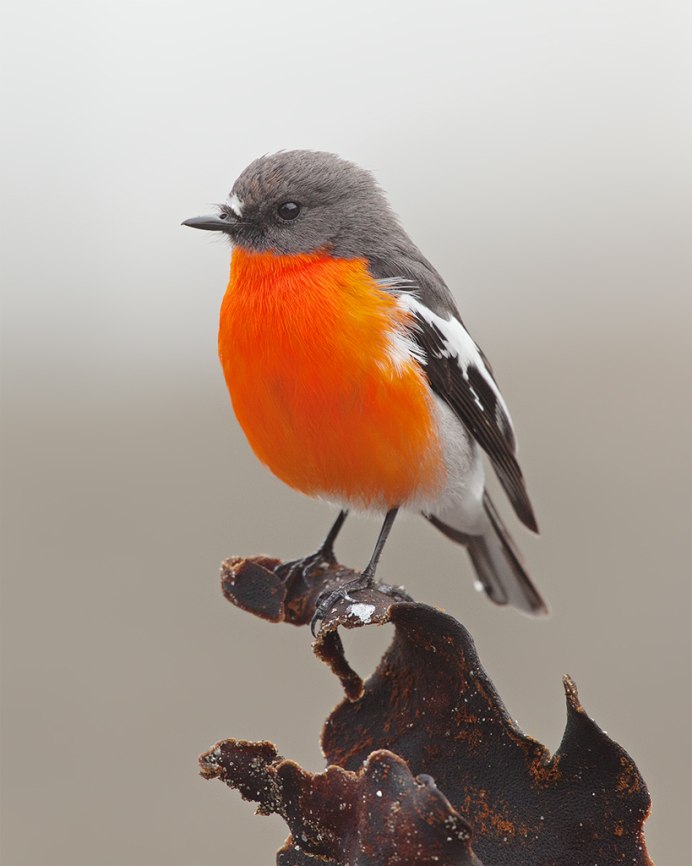 Сибирская горихвостка (Phoenicurus auroreus). Весна