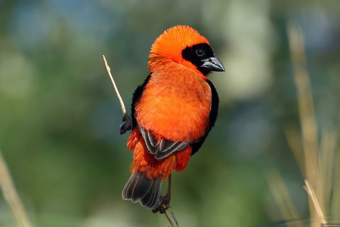 Зарянка – Erithacus rubecula