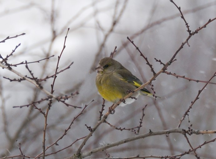 Yellow Warbler птица