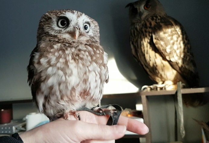 Домовой Сыч Юйня