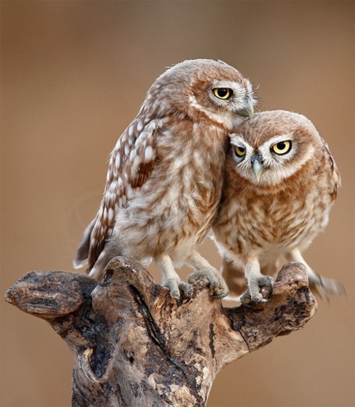 Домовой Сыч птенец