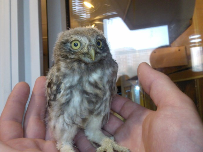 Воробьиный Сыч птенец