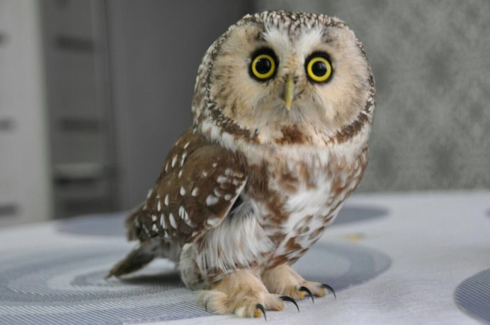 Сова карликовый Сыч