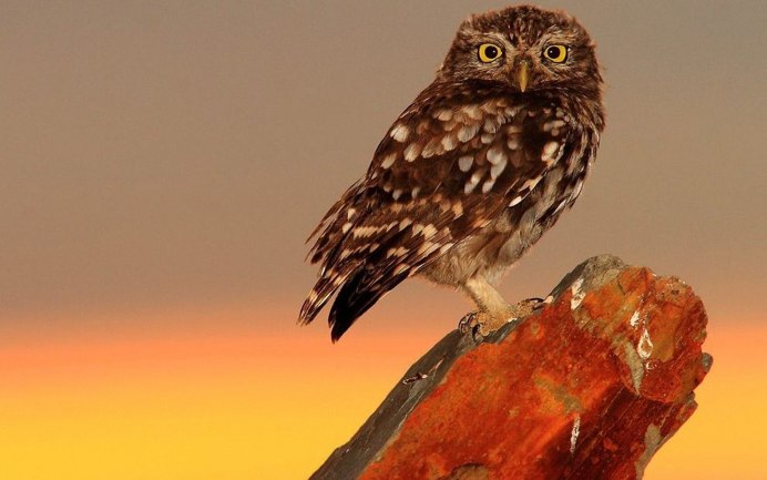 Домашний Сыч