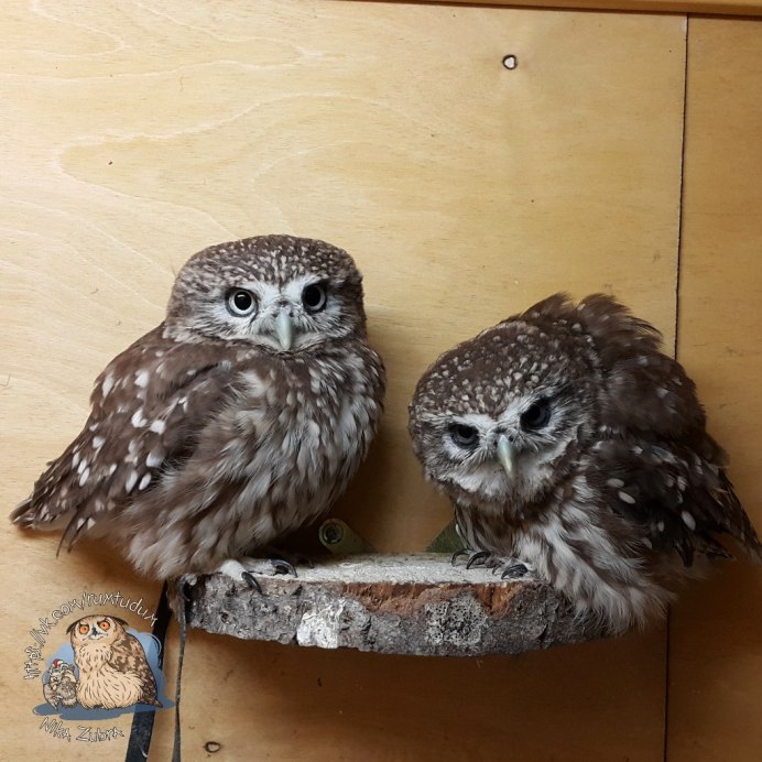 Домовый Сыч Юйня