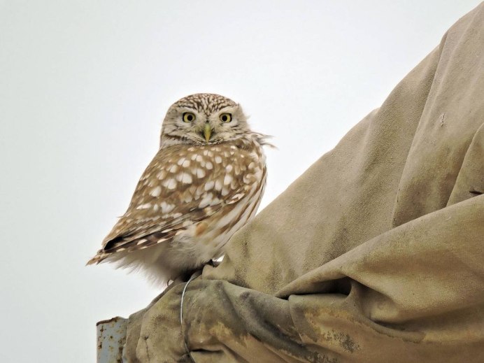 Воробьиный Сыч - Glaucidium passerinum