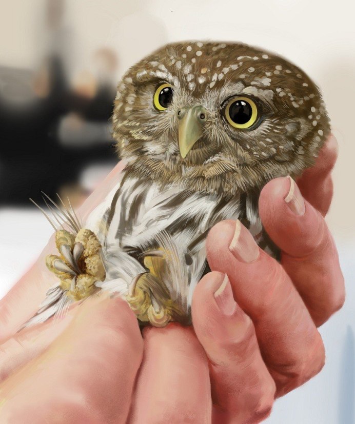 Сычик Гарри Поттер