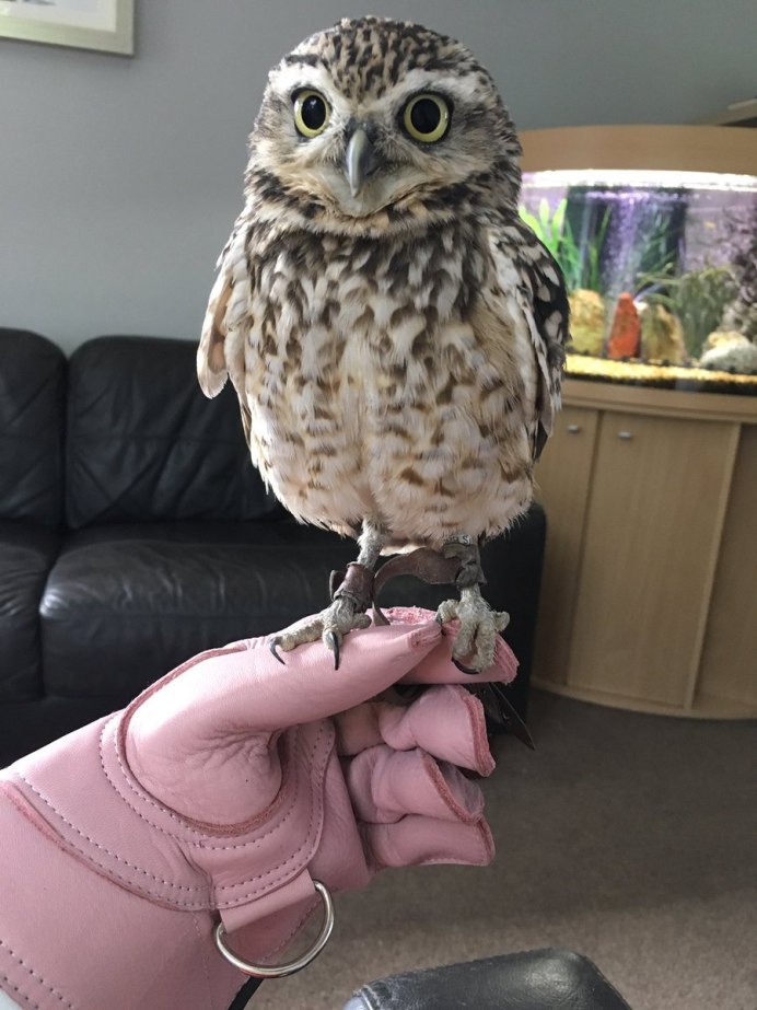 Карликовый Сыч