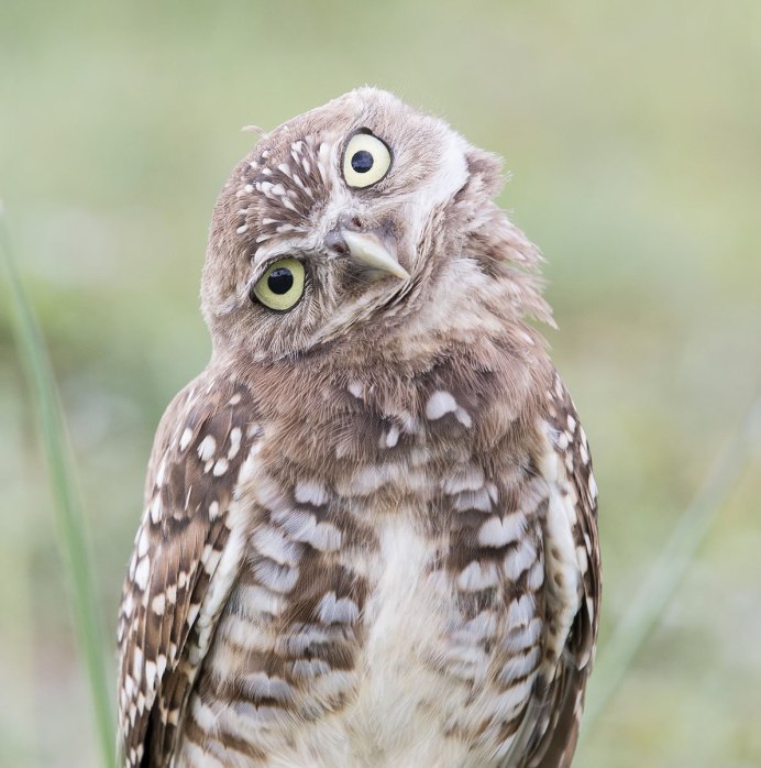 Домашний Совенок