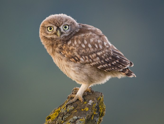 Домовый Сыч