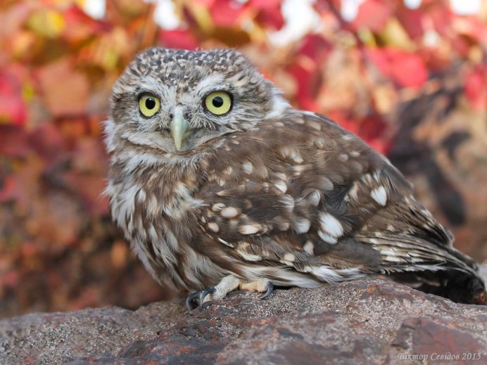 Карликовая Сова сплюшка