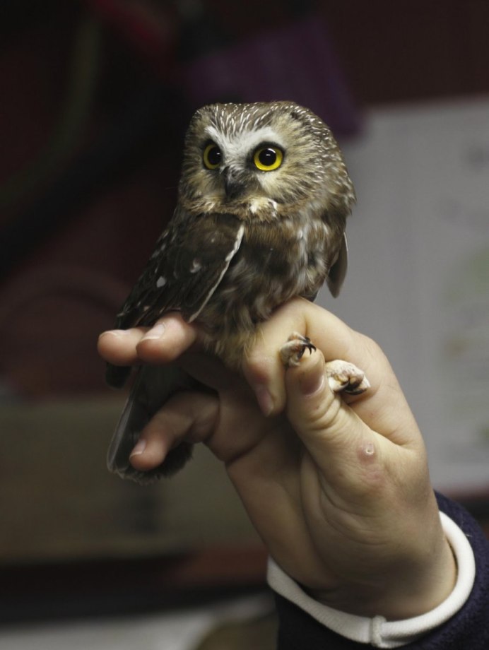 Сычик сплюшка