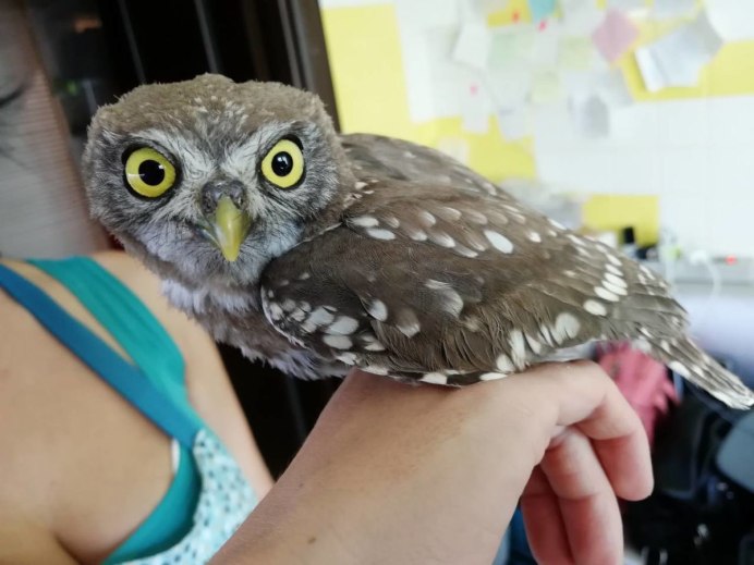 Полярная Сова Букля