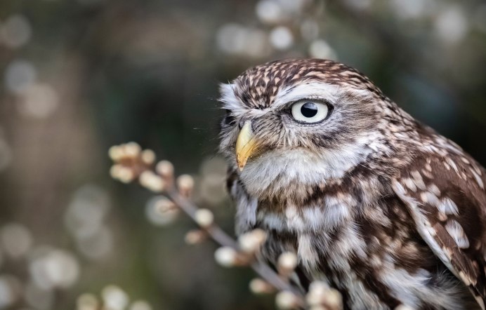 Маленькая Сова сплюшка