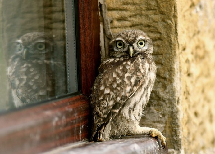 Сова сплюшка