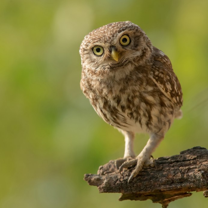 Мохноногий Сыч птенец