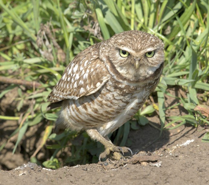 Домовой Сыч