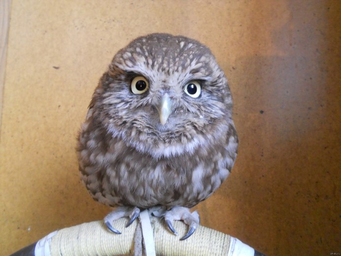 Карликовый Сыч