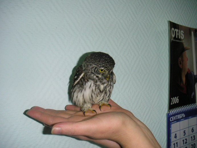 Сова карликовый Сыч