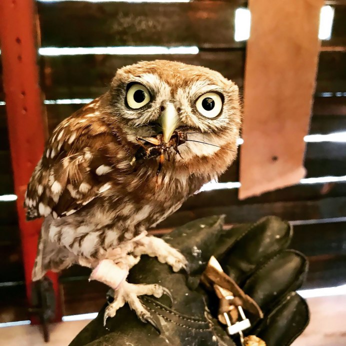 Сова домовый Сыч