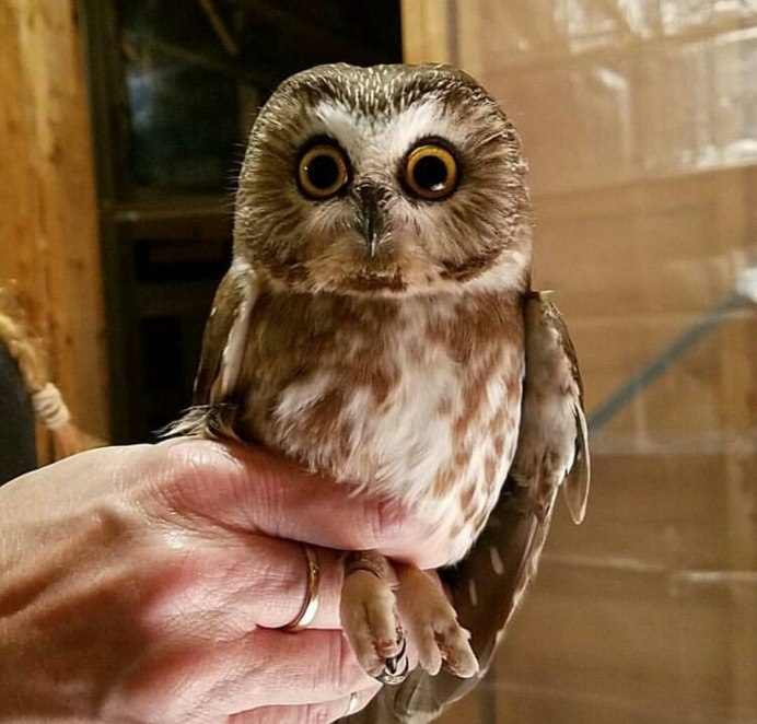 Сова карликовый Сыч