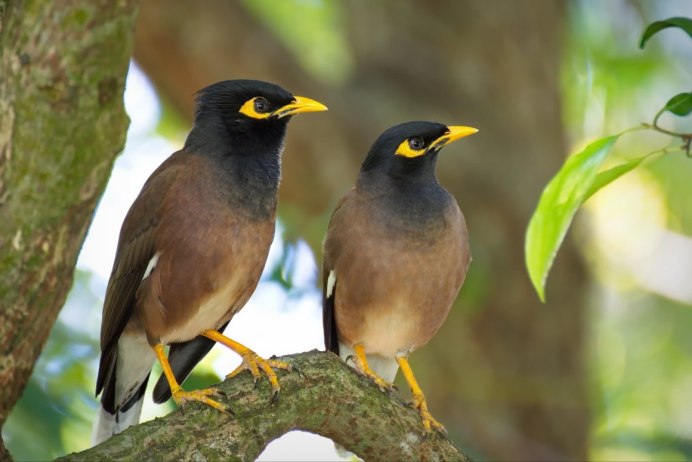 Майна (Acridotheres tristis)
