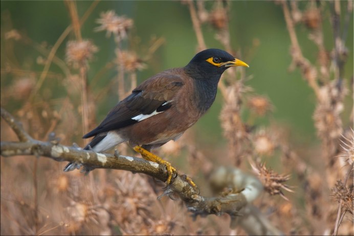 Афганский скворец майна