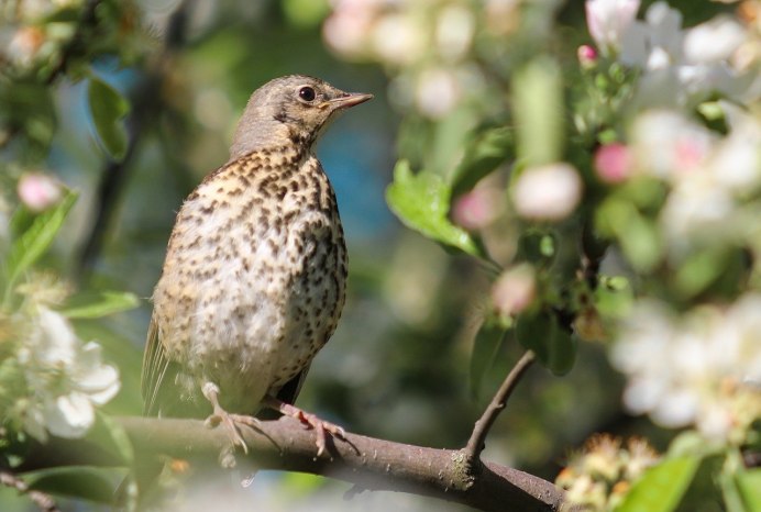 Дрозд чёрный (turdus Merula)